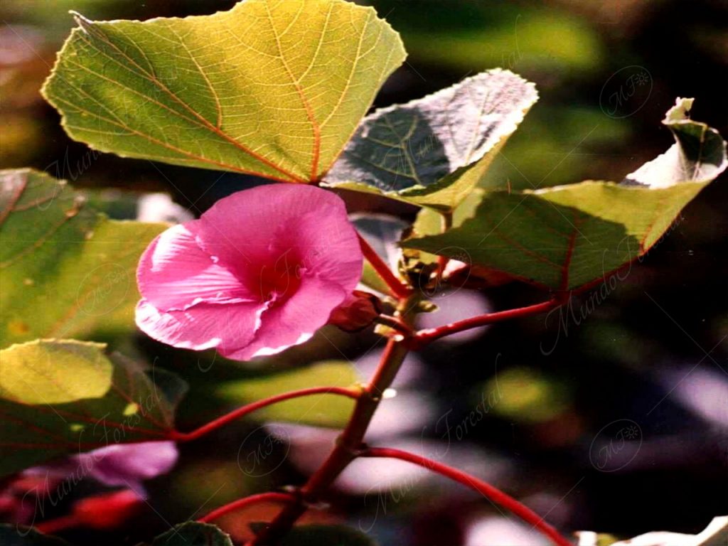 Clavelón de montaña - Wercklea insignis