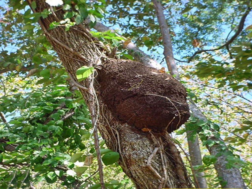 Los termiteros o los conocidos urrús -