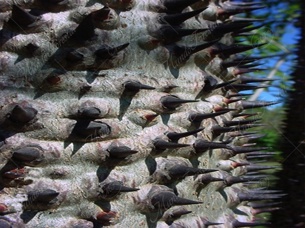 Los negros aguijones del jabillo - Hura crepitans-