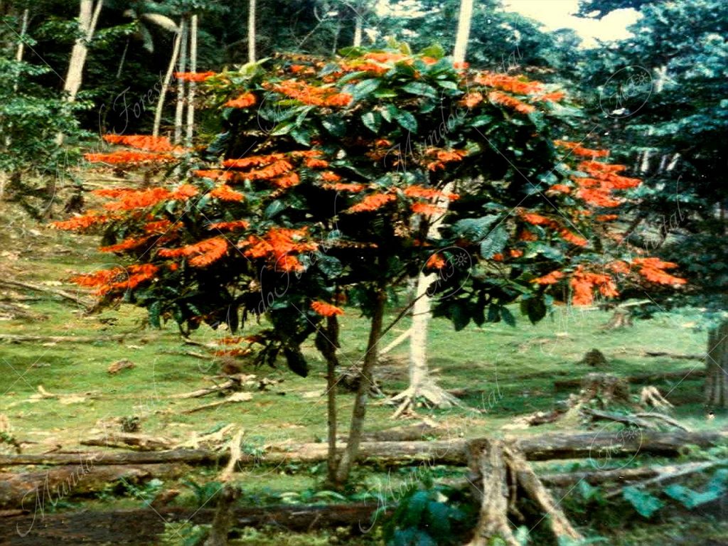 Pastora de montaña - Warscewiczia coccinea