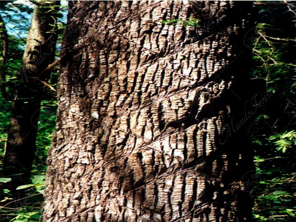 Níspero chicle - Manilkara chicle -