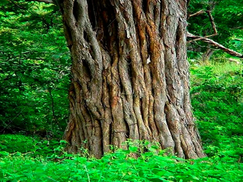 El sajino o saíno -Caesalpinia eriostachys -