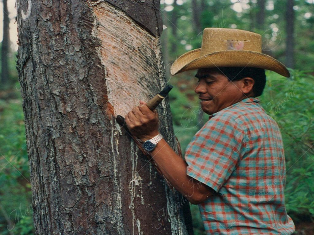 El pino ocote - Pinus caribaea -