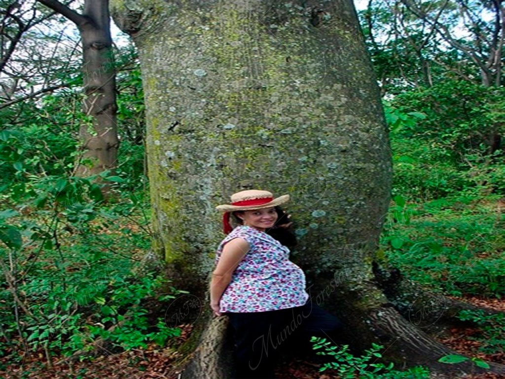 La ceiba barrigona - Ceiba pentandra -