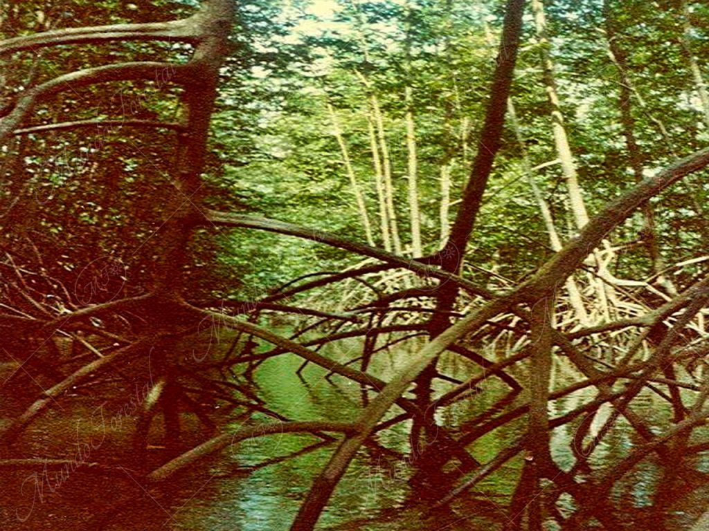 El mangle colorado - Rhizophora mangle -