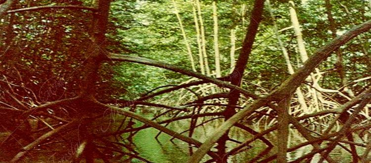 El mangle colorado - Rhizophora mangle -