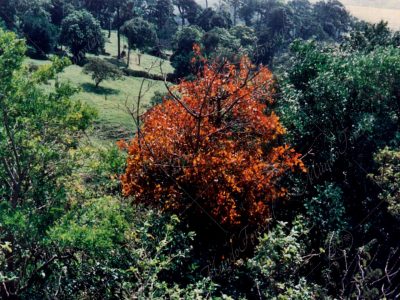 El chilamate - Ficus tonduzii -