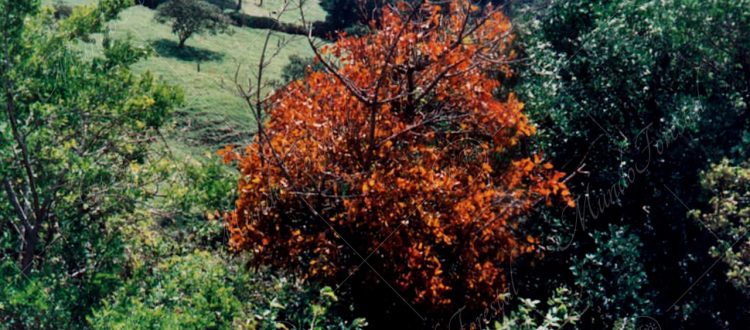 El chilamate - Ficus tonduzii -