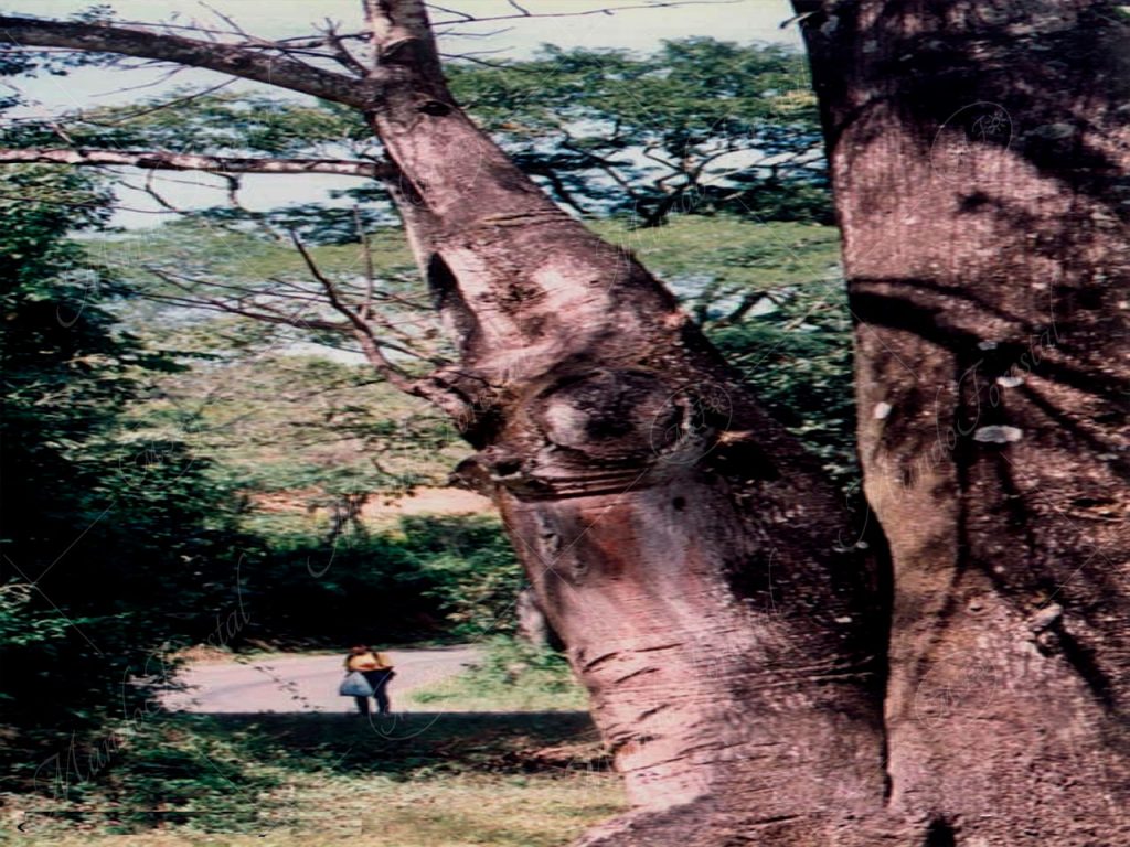 yuco - Bernoullia flammea -