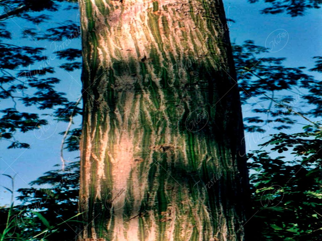 La curiosa corteza del ceibo - Pseudobombax septenatum -