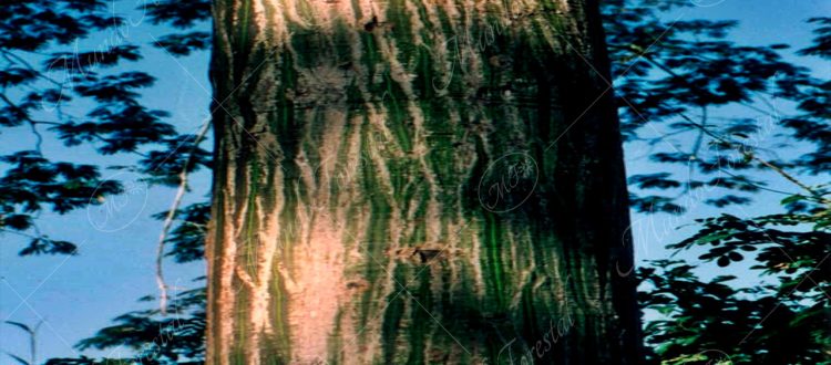 La curiosa corteza del ceibo - Pseudobombax septenatum -