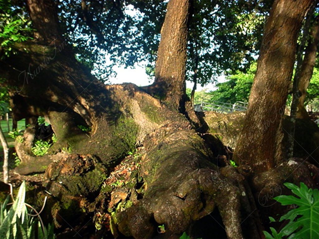 El monstruoso roble encino - Quercus oleoides