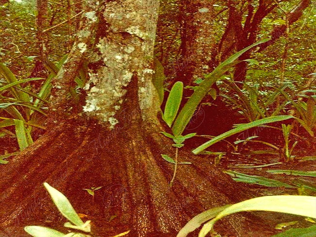 Mangle piñuela - Pelliciera rhizophora