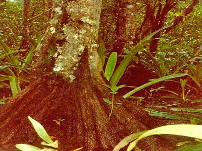 Mangle piñuela - Pelliciera rhizophora