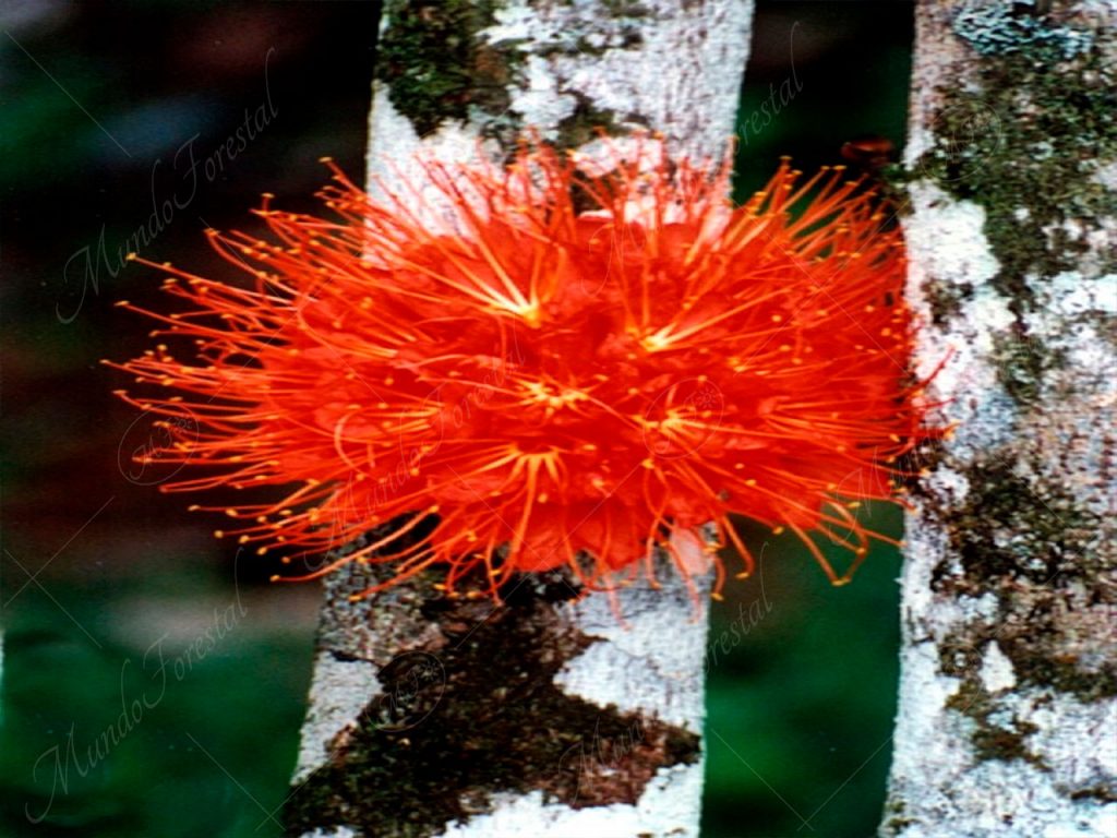 El rosa de monte - Brownea macrophylla -