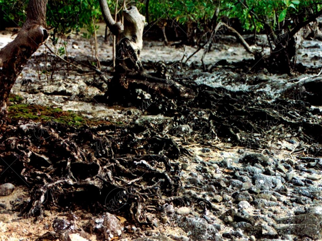 Mangle negro - Avicennia nitida -,