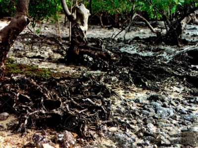 Mangle negro - Avicennia nitida -,