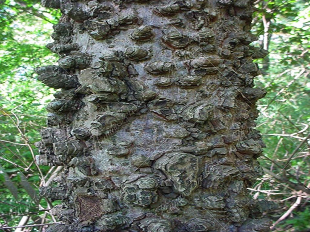 Algunos jocotes - Spondias purpurea -