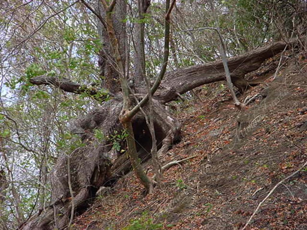 El tenaz pochote - Pachira quinata -