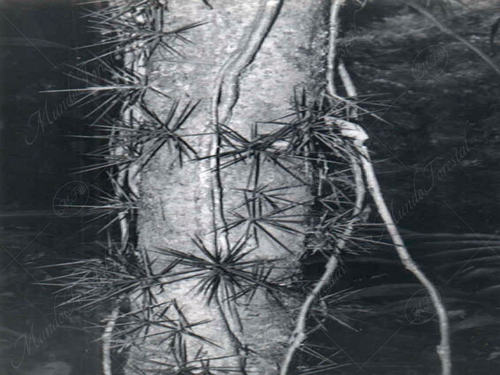 Puipute o matacartago - Xylosma intermedia -