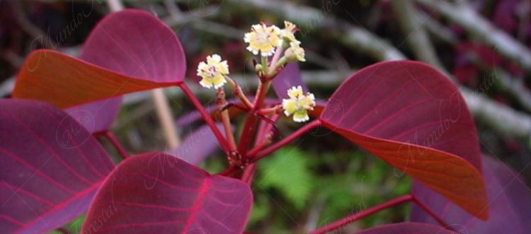 El barrabás o sapo - Euphorbia cotinifolia -
