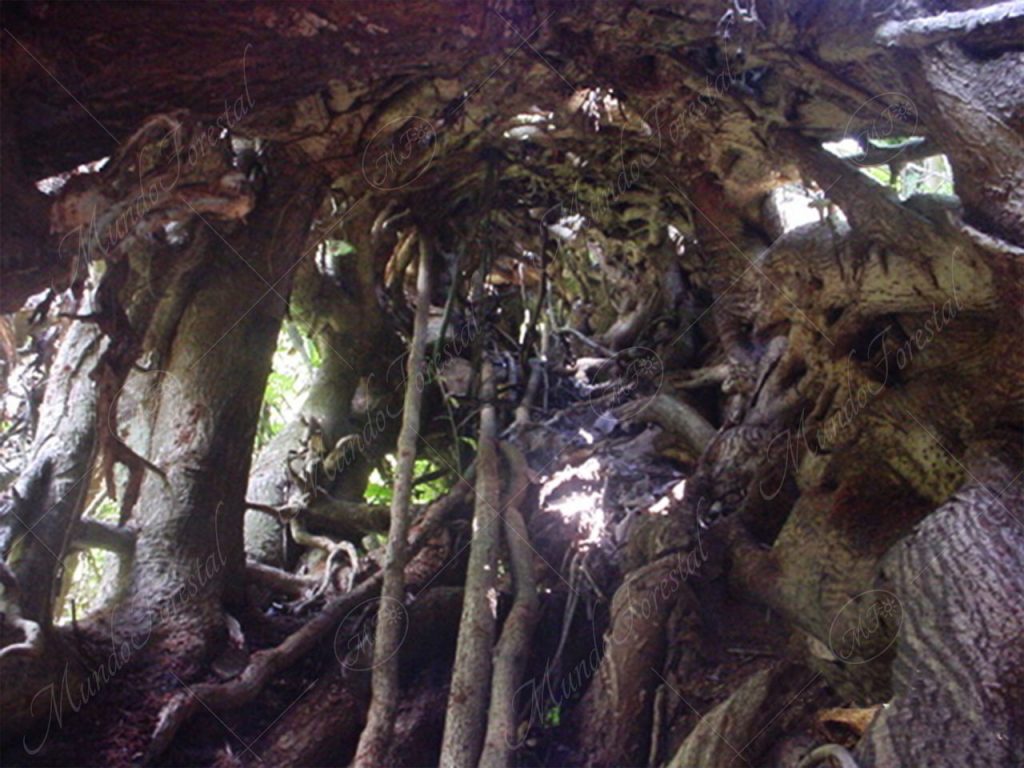 El estrangulador -Ficus pertusa -