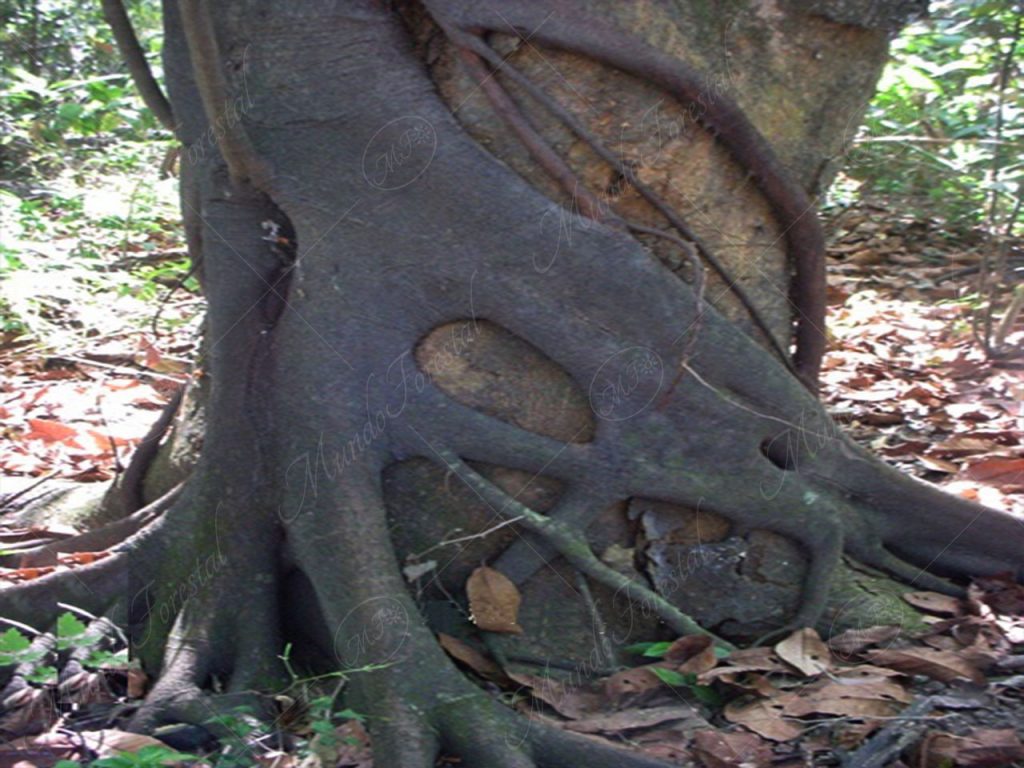 Las raíces del higuerón matapalo - Ficus aurea