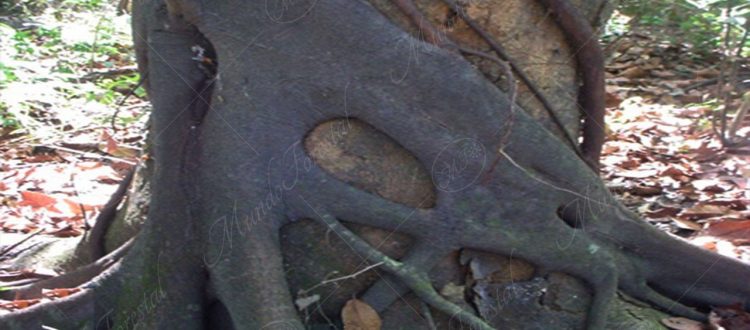 Las raíces del higuerón matapalo - Ficus aurea