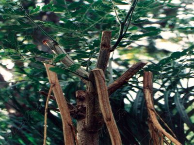 El joven cenízaro- Samanea saman -