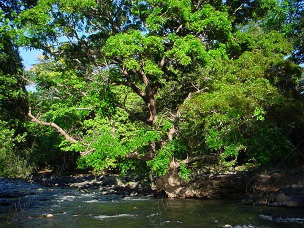 Andira o almendro de río - Andira inermis