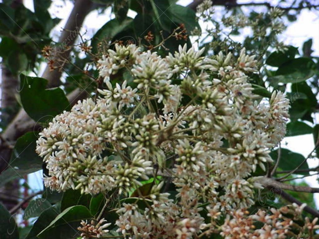 Laurel. Ramo Flores del laurel - Cordia alliodora -