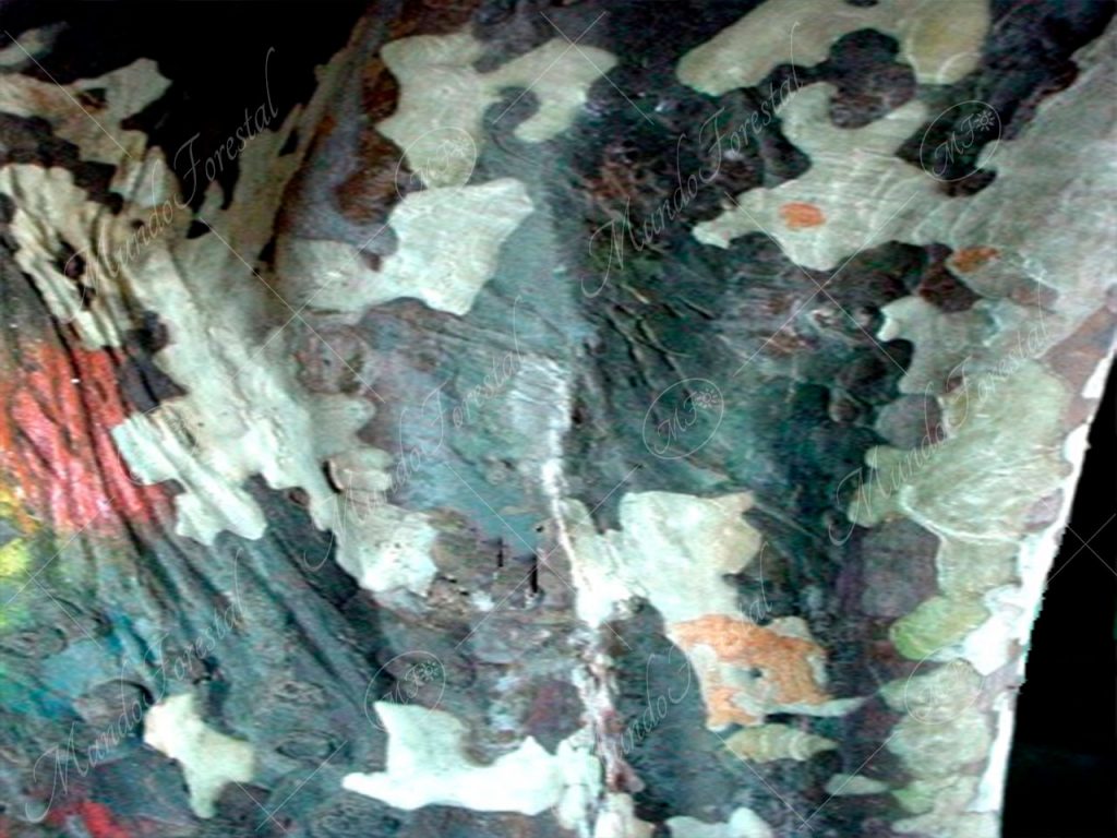 La llamativa corteza del cas - Psidium friedrichsthalianum -