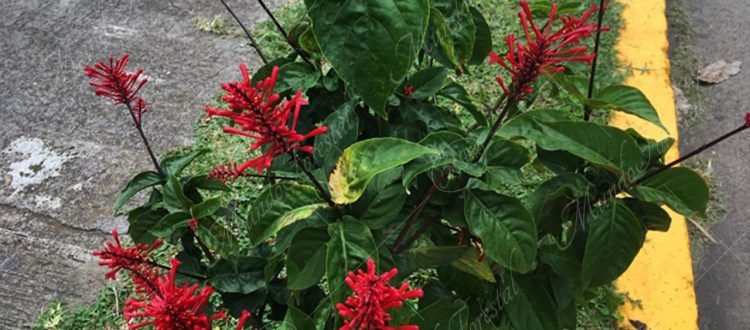 Chispa- Odontonema callistachyum -