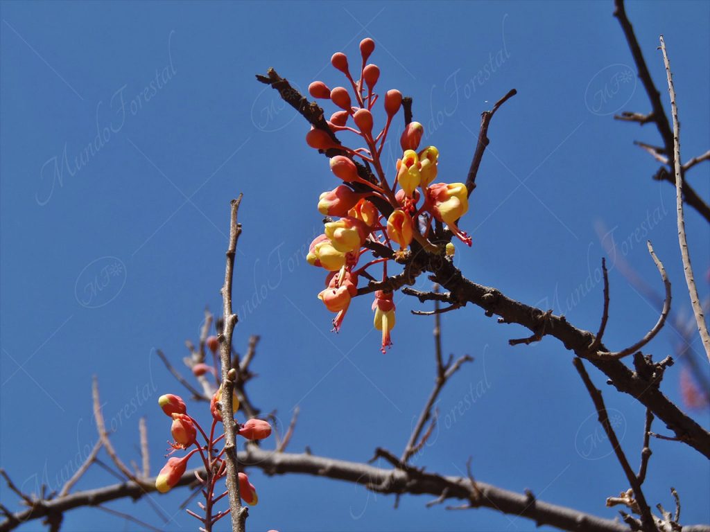 El gallito - Caesalpinia exostemma -