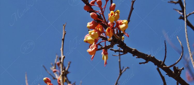 El gallito - Caesalpinia exostemma -