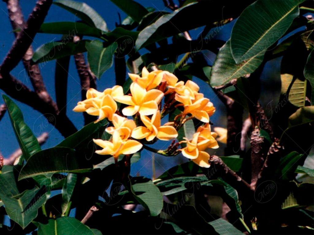El flor blanca o juche - Plumeria rubra -