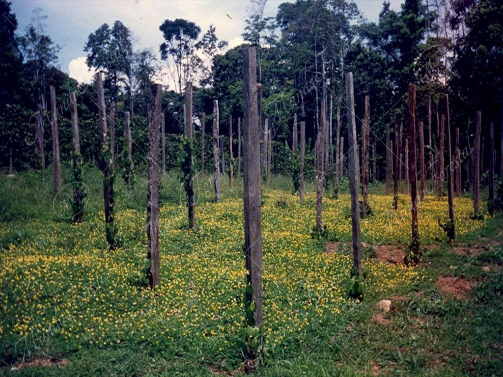 Los postes de manú negro - Minquartia guianensis -