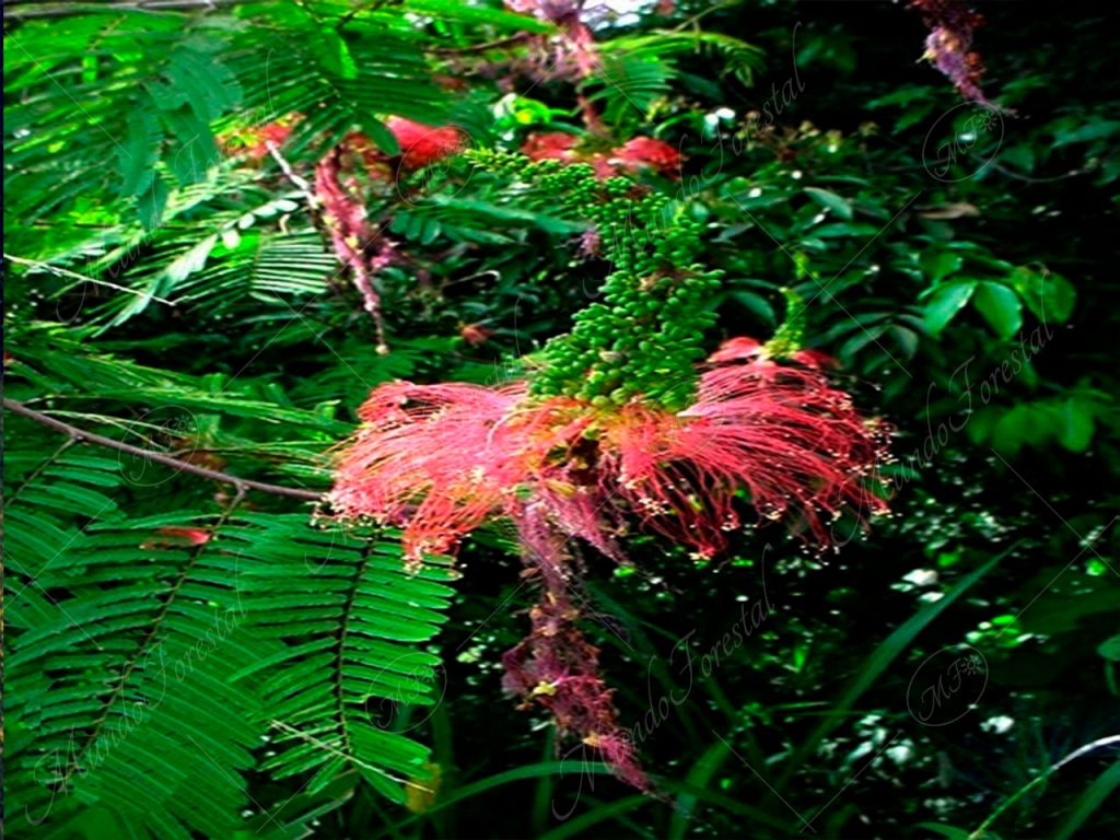 El farolillo - Calliandra confusa -