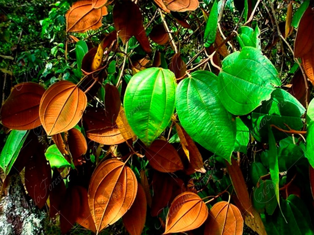 El maría colorado - Miconia aurea -