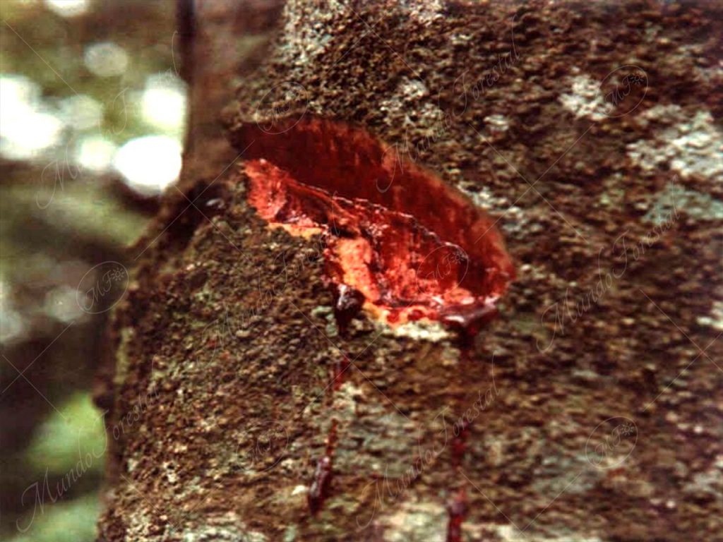 El targuá sangrillo - Croton draco -