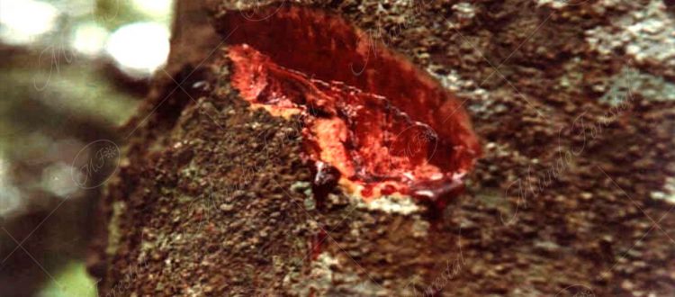 El targuá sangrillo - Croton draco -