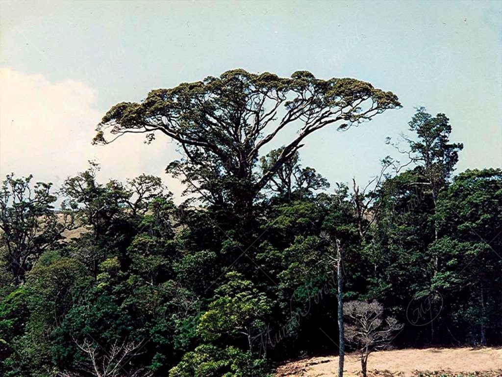 El chilamate blanco - Ficus tuerckheimii -