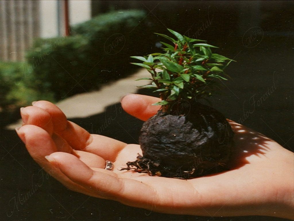  Las semillas del guayabo - Psidium guajava -