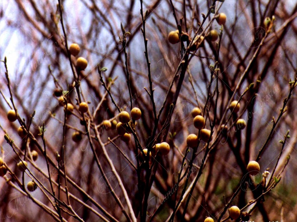 El nancigüiste - Diospyros salicifolia -