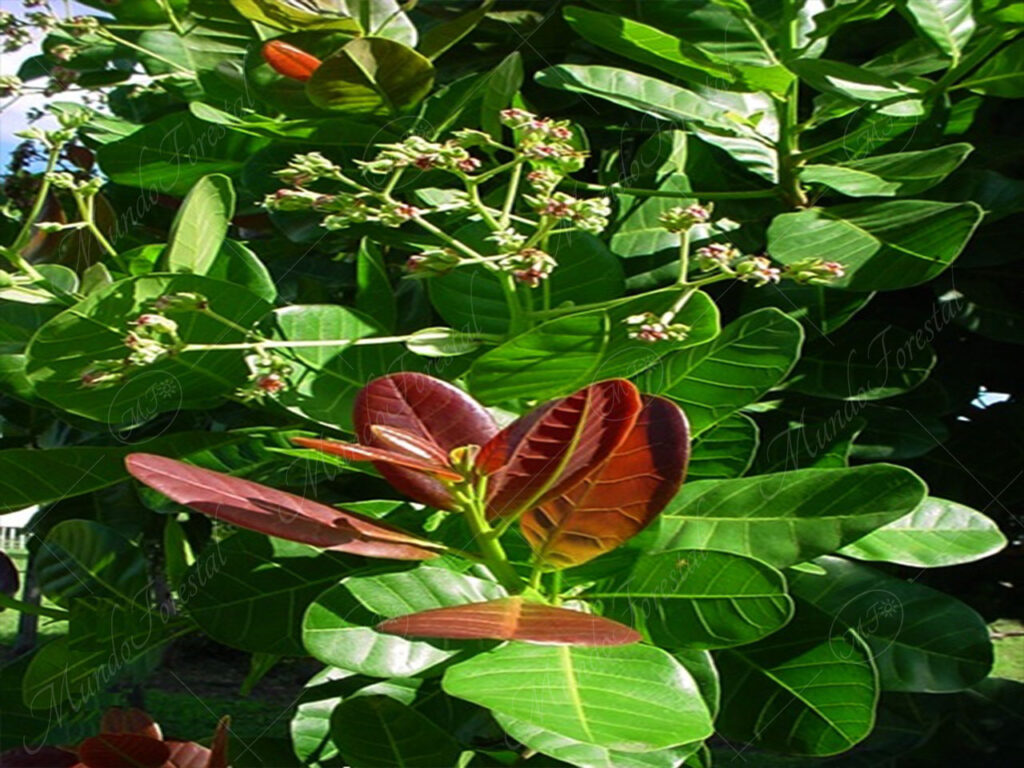 Las hojas del marañón