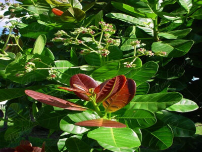 Las hojas del marañón