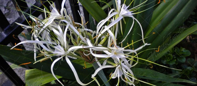 Lirio araña - Pancratium littorale -