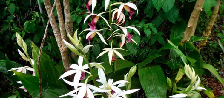 Doce apóstoles - Phaius tankervilleae var. pulchra -