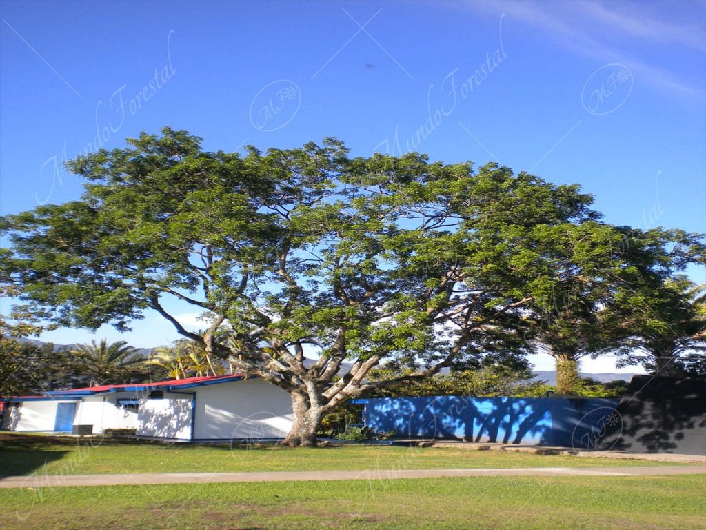 El gavilancillo - Albizia adinocephala -