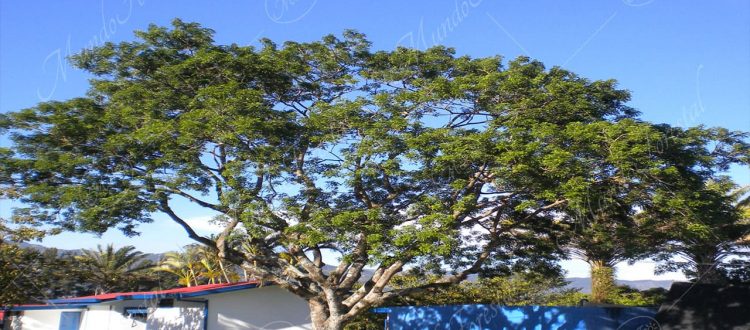 El gavilancillo - Albizia adinocephala -